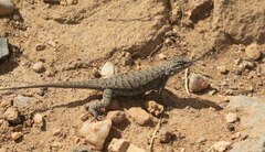 Sceloporus tristichus
