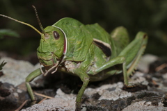 Pamphagus