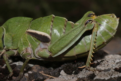 Pamphagus