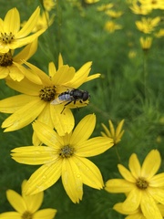 Eristalis dimidiata