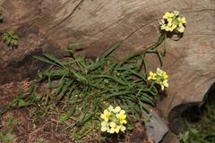 Erysimum grandiflorum