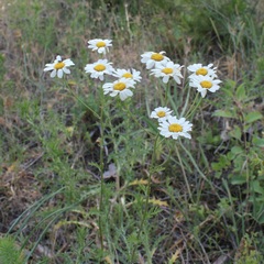 Tanacetum corymbosum