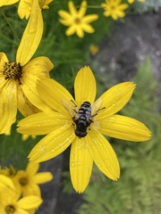 Eristalis dimidiata