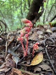 Monotropa hypopitys