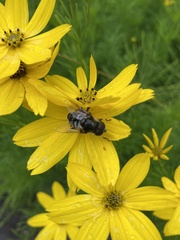 Eristalis dimidiata