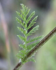 Tanacetum corymbosum