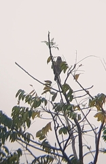 Rupornis magnirostris