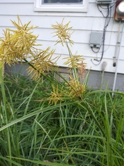 Cyperus esculentus