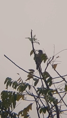 Rupornis magnirostris