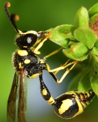 Eumenes mediterraneus