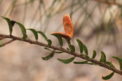 Acacia hispidula