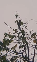 Rupornis magnirostris