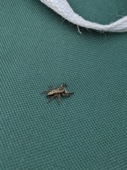 Platycryptus undatus