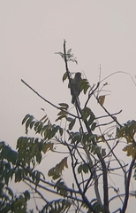 Rupornis magnirostris