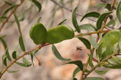 Acacia hispidula