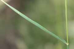 Arrhenatherum elatius bulbosum