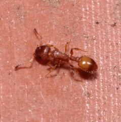 Temnothorax