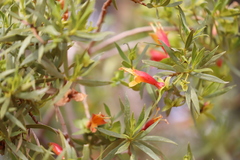 Eremophila duttonii