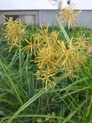Cyperus esculentus