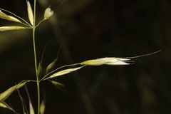 Arrhenatherum elatius bulbosum