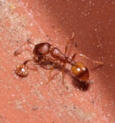 Temnothorax