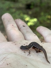 Hemidactylium scutatum