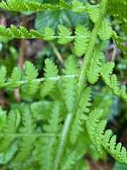 Athyrium filix-femina