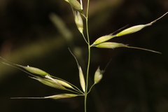 Arrhenatherum elatius bulbosum