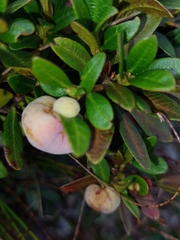 Exobasidium rhododendri