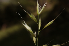 Arrhenatherum elatius bulbosum