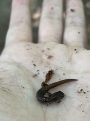 Hemidactylium scutatum