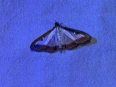 Cydalima perspectalis