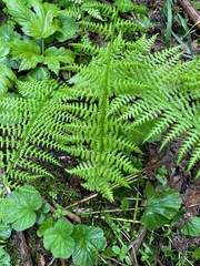 Athyrium filix-femina