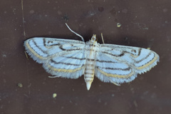 Parapoynx badiusalis