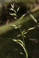 Arrhenatherum elatius bulbosum