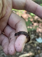 Hemidactylium scutatum