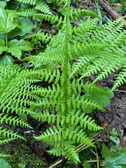 Athyrium filix-femina