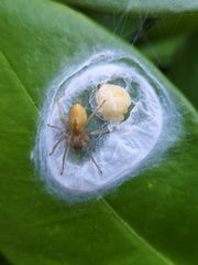 Cheiracanthium mildei