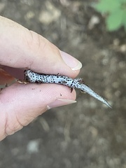 Hemidactylium scutatum