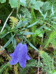 Campanula rotundifolia