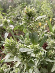 Dracocephalum parviflorum