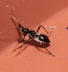 Himacerus mirmicoides