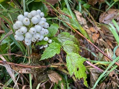 Actaea rubra neglecta
