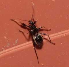 Himacerus mirmicoides