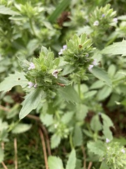 Dracocephalum parviflorum