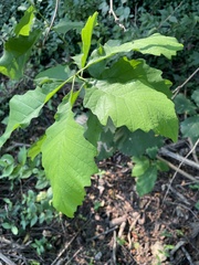 Quercus bicolor