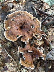 Hydnellum concrescens