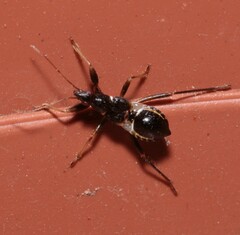 Himacerus mirmicoides