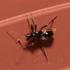 Himacerus mirmicoides