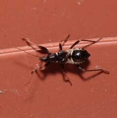 Himacerus mirmicoides